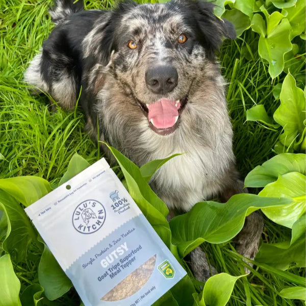 Gutsy - Goat Tripe Superfood Meal Topper