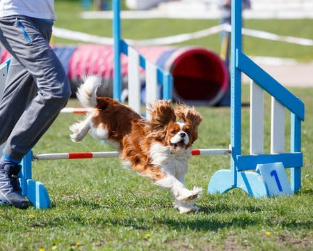 SPORTING | COMPETITON DOGS