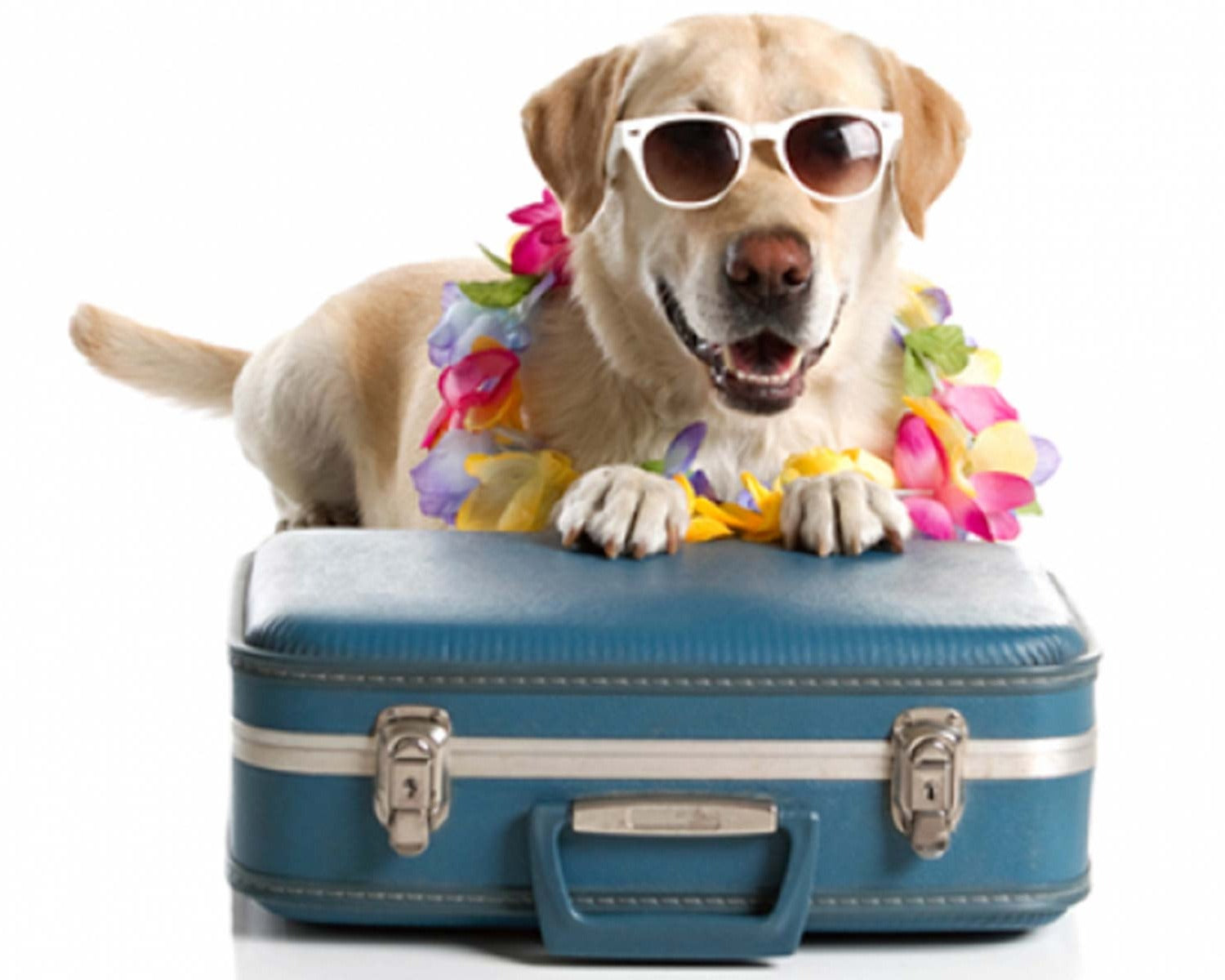 TRAVEL | HOLIDAYS WITH YOUR DOG
