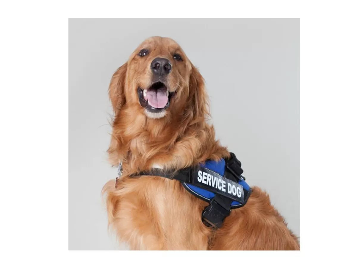ASSISTANCE DOGS