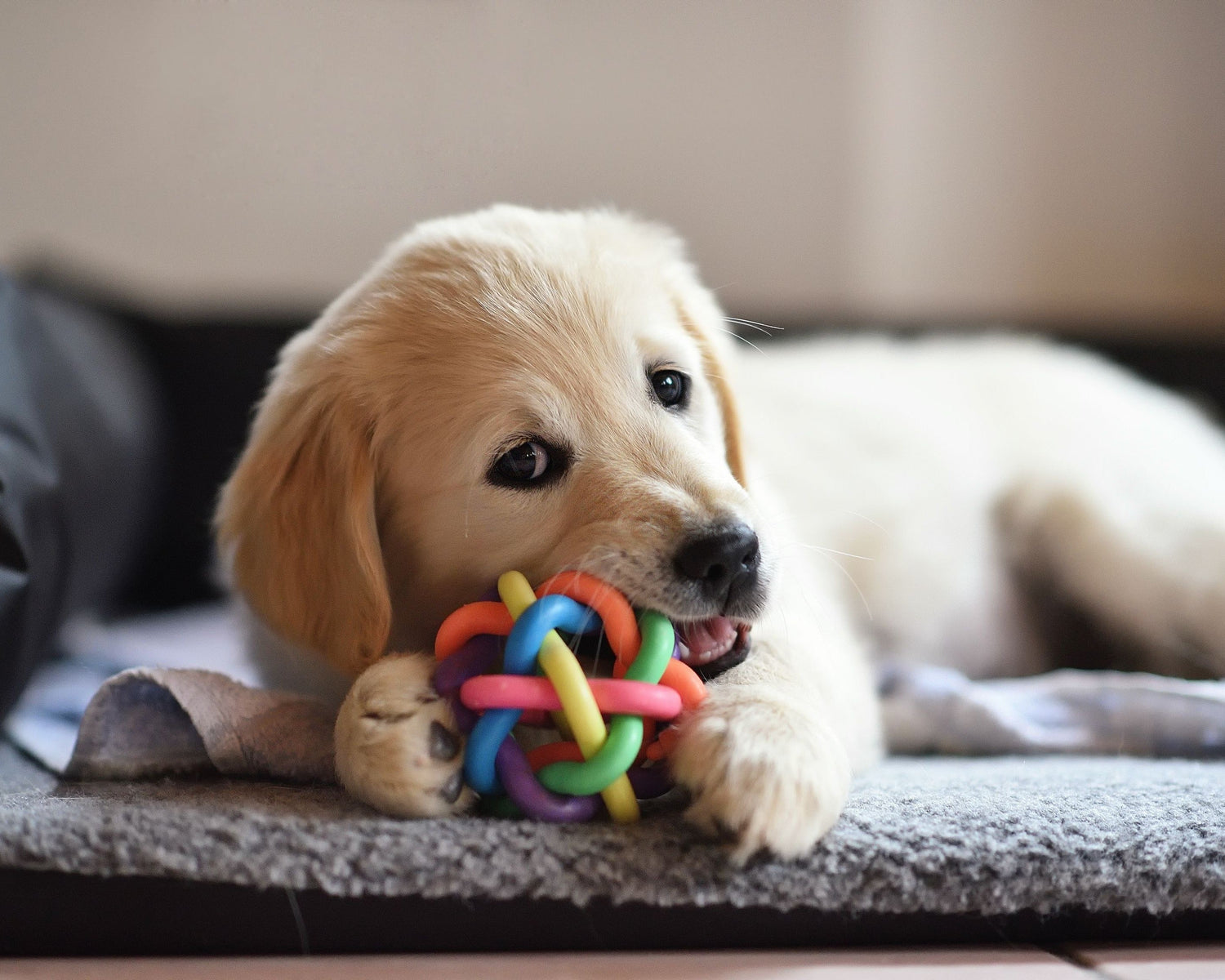 TOYS - SOFT | INDOOR