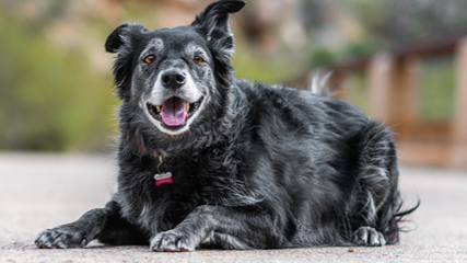 SENIOR DOG RANGE