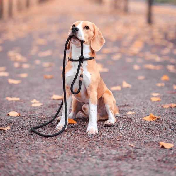 LEASHES & LONG LINES