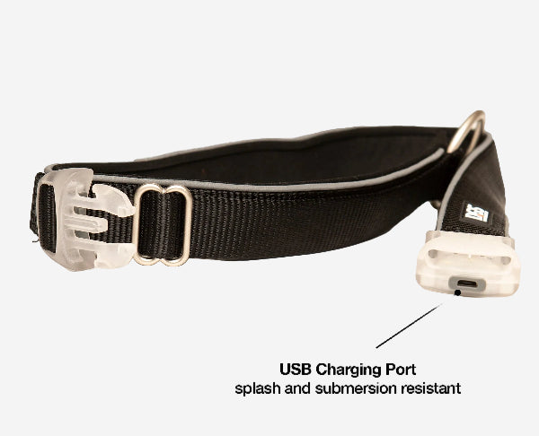 DGS Comet LED Dog Collar