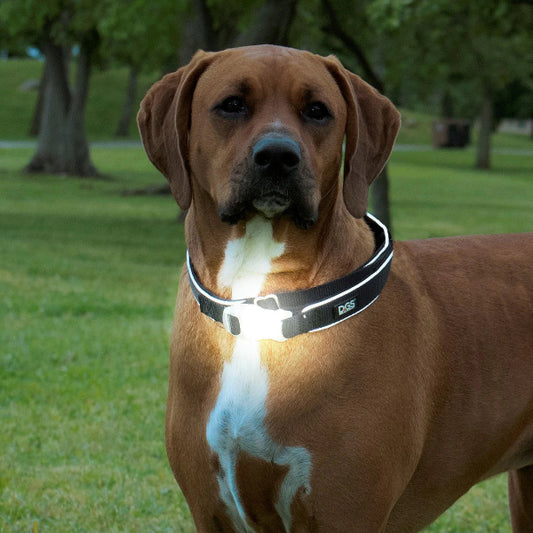 DGS Comet LED Dog Collar