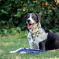 NeckTech Fun Collar with Assembly Chain - Stainless Steel