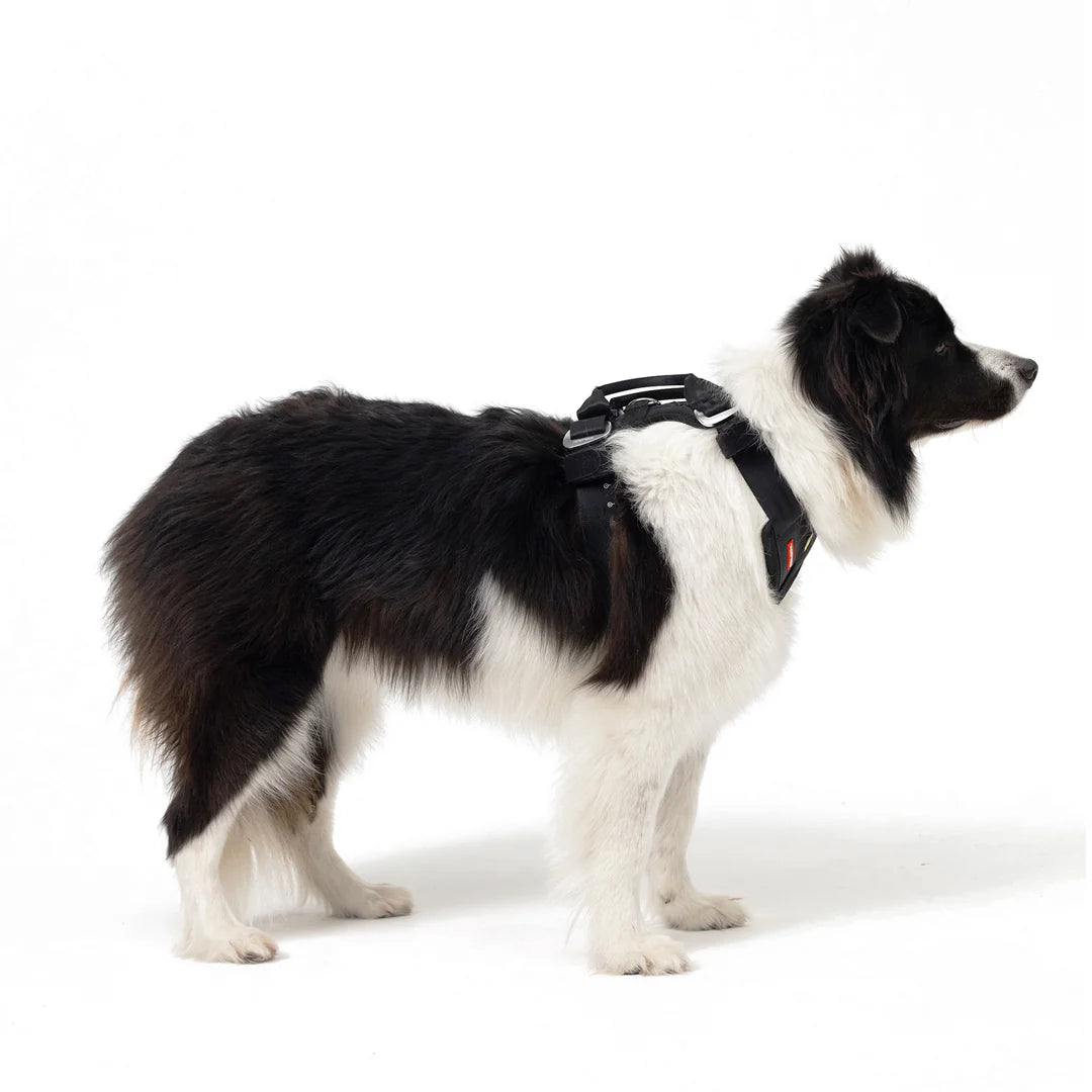 Drive Dog Car Harness From EzyDog