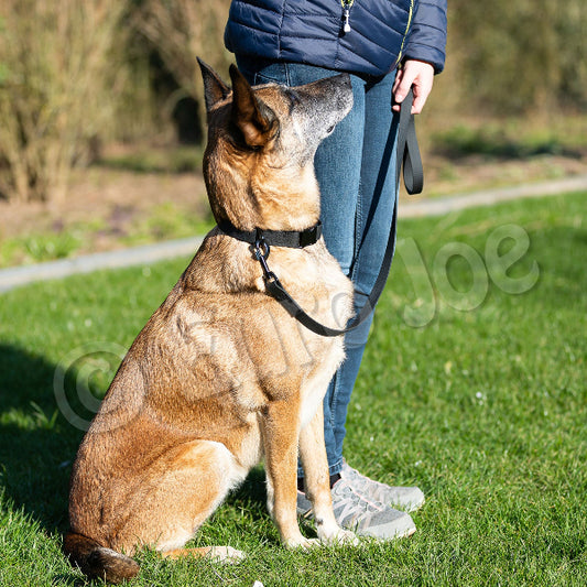 Sporty Leashes