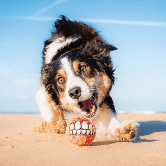 Rogz Grinz Fetch Ball
