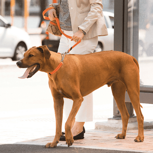 Rogz Utility Control Collar Chain - Martingale Collar