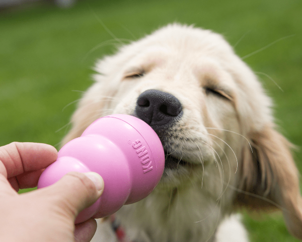 KONG PUPPY