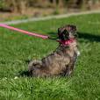 Sporty Leashes