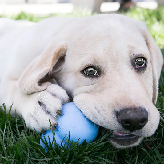 KONG Easy Treat - Puppy