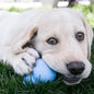 KONG Easy Treat - Puppy