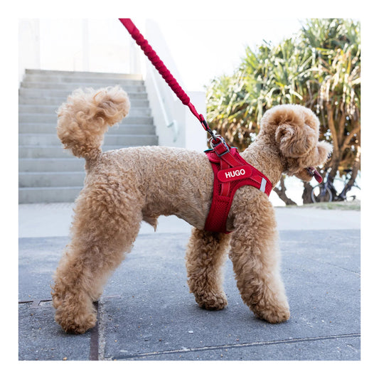 FORMFIT Mesh Harness – Perfect for Small Dogs