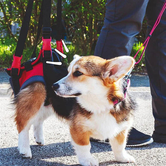 HANDY CANIS – Support Harness