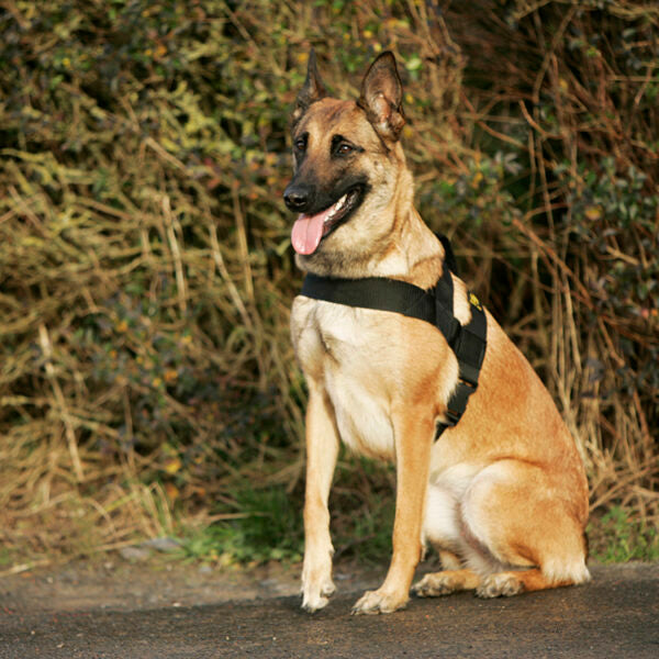 Euro Joe Pro Harness