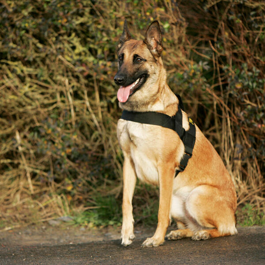 Euro Joe Pro Harness