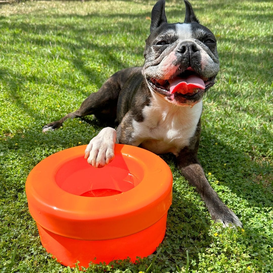 K9 Cruiser Bowl
