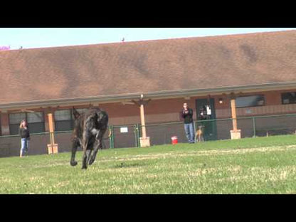 Swing ‘n Fling Chew Ball