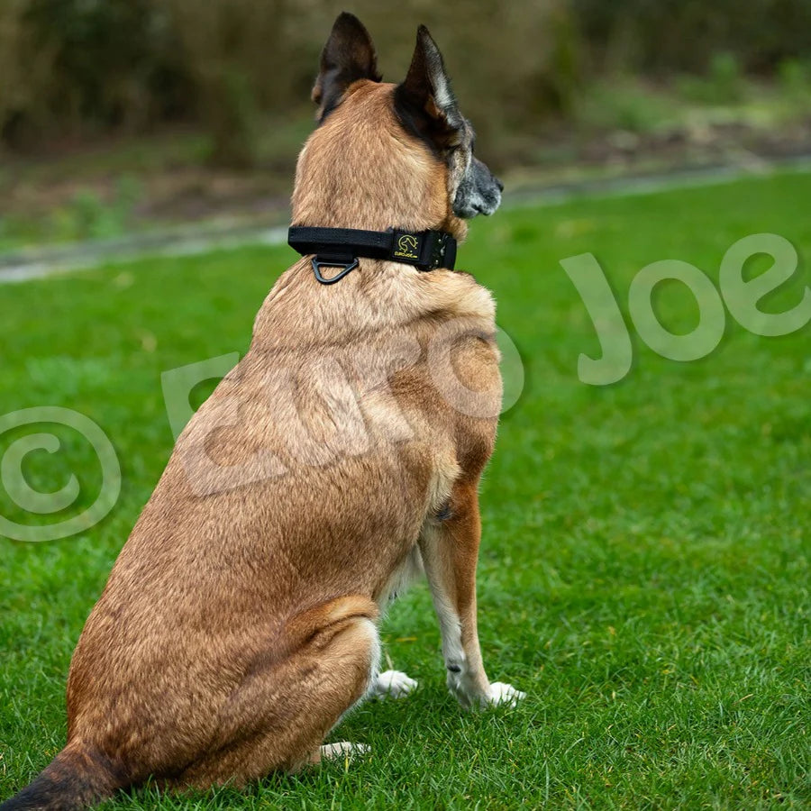 Euro Joe Tactical Collar with Handle